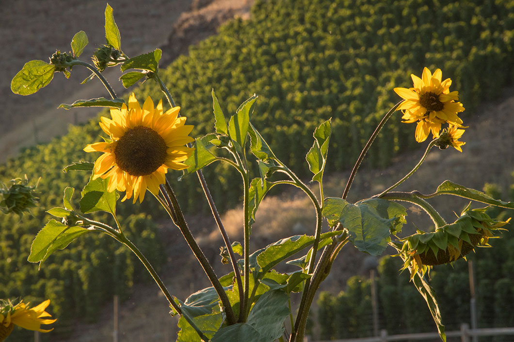 Sunflowers in the afternoon sunlight with the Hors Catégorie Vineyard behind