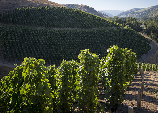 Front aerial view of the Hors Catégorie Vineyard