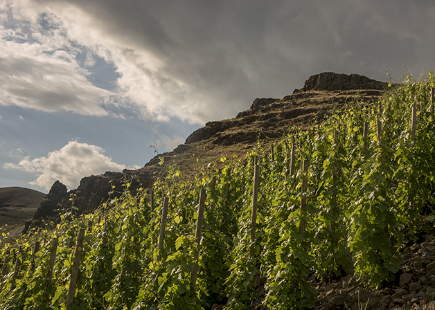 Upward view of the Hors Catégorie Vineyard